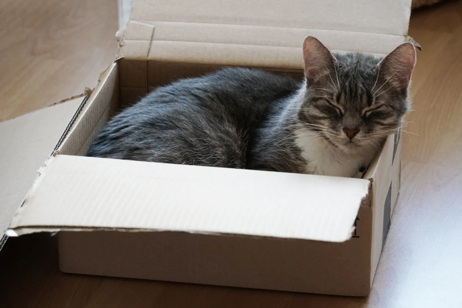 Cat sitting in a cardboard moving box surrounded by packing paper